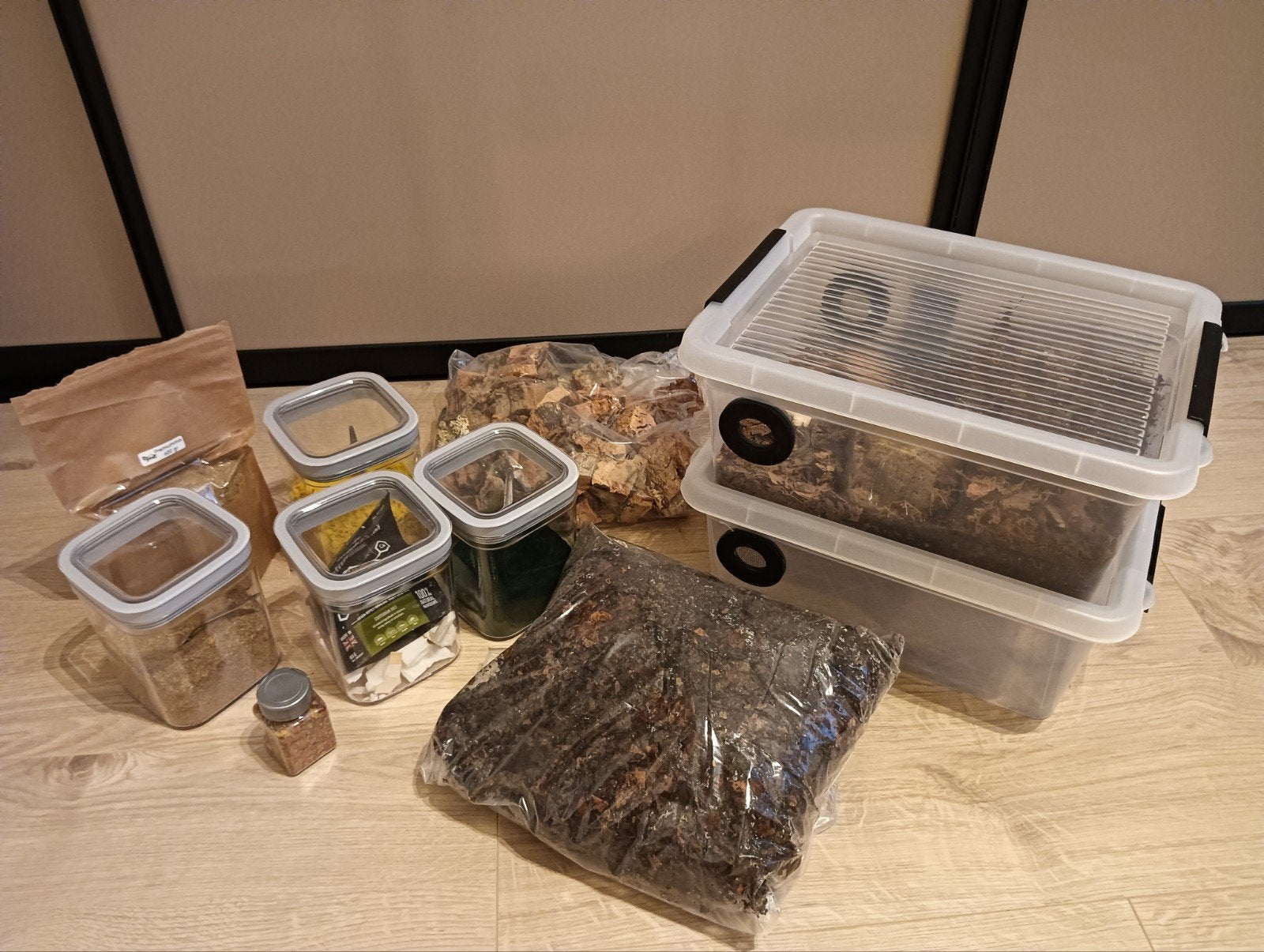 Complete set-up Porcellio Laevis Orange, ca. 50-60 stuks, Dieren en Toebehoren, Overige soorten