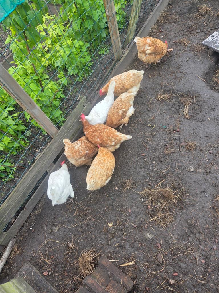 Kippen, Dieren en Toebehoren, Pluimvee, Vrouwelijk, Kip