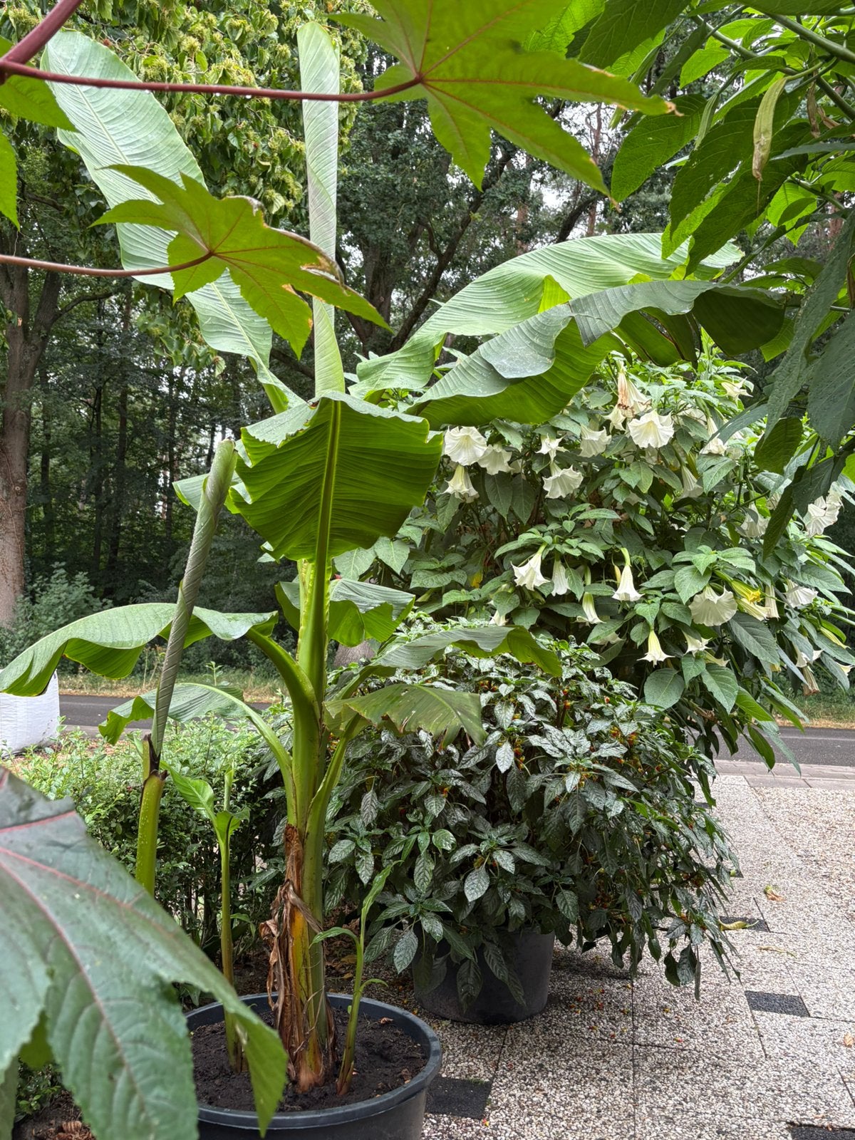 Bananenboom van 3 meter hoog,( winterhard), Ophalen, Volle zon, Overige soorten