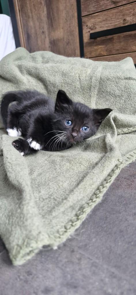 4 Europese korthaar kittens, Dieren en Toebehoren, Ontwormd