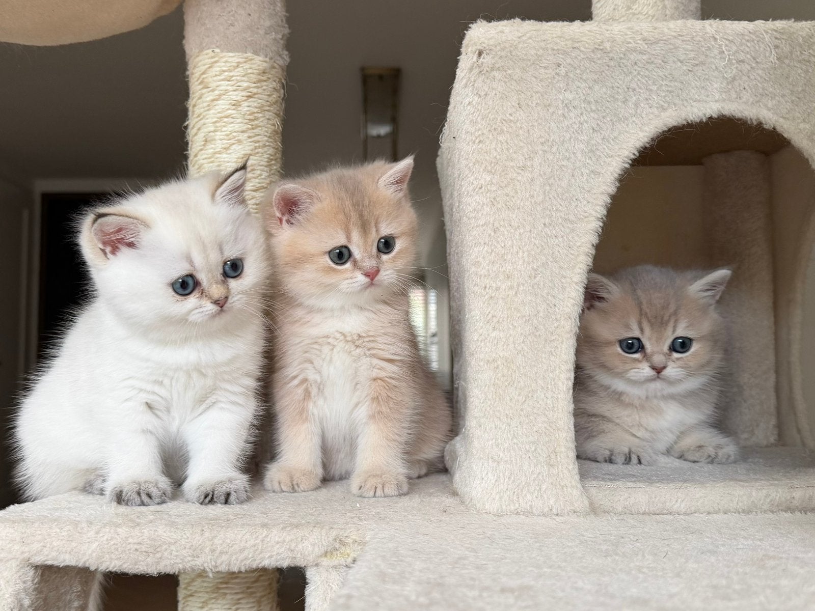 Britse Korthaar kittens Golden - stamboom & kampioenslijnen, Meerdere dieren, Met stamboom