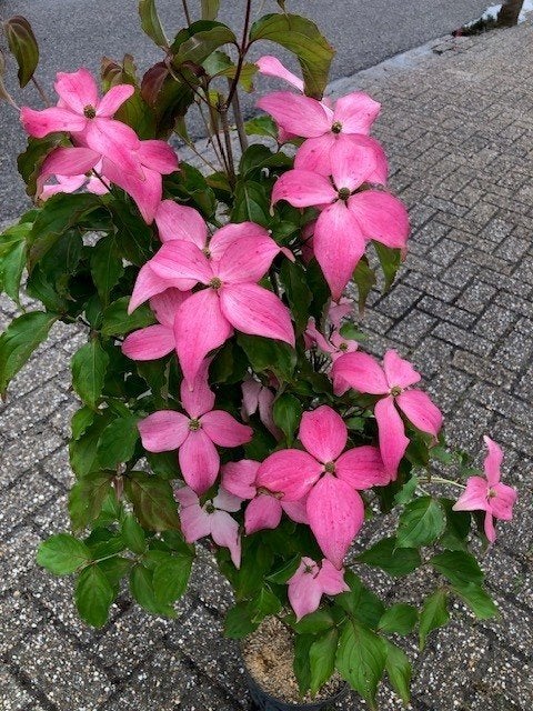 Cornus kousa Scarlet Fire, met donkerroze/karmijnrode bloem, Tuin en Terras, Planten | Struiken en Hagen, Struik, Overige soorten