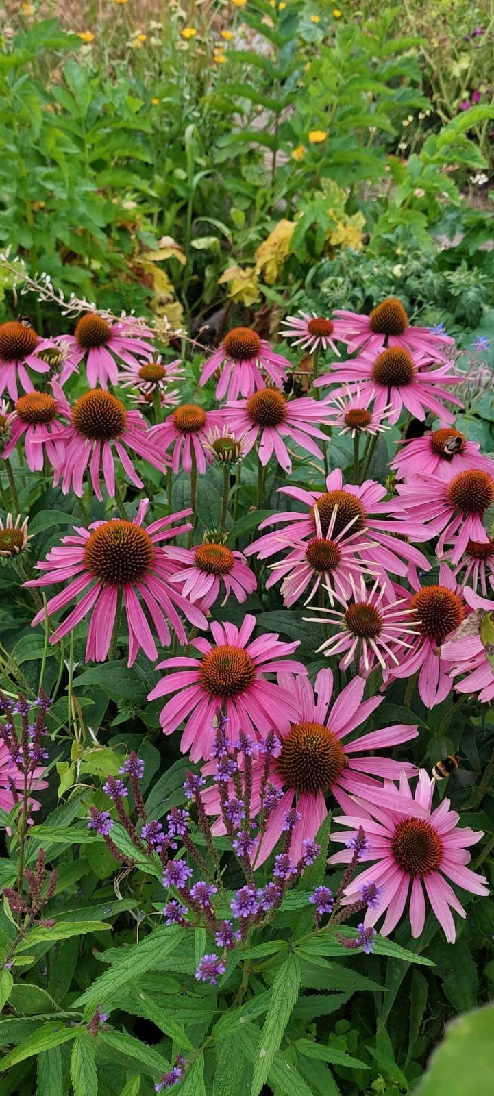 Echinacea purpurea - Rode Zonnehoed zaden, Ophalen of Verzenden, Gehele jaar, Volle zon, Zaad
