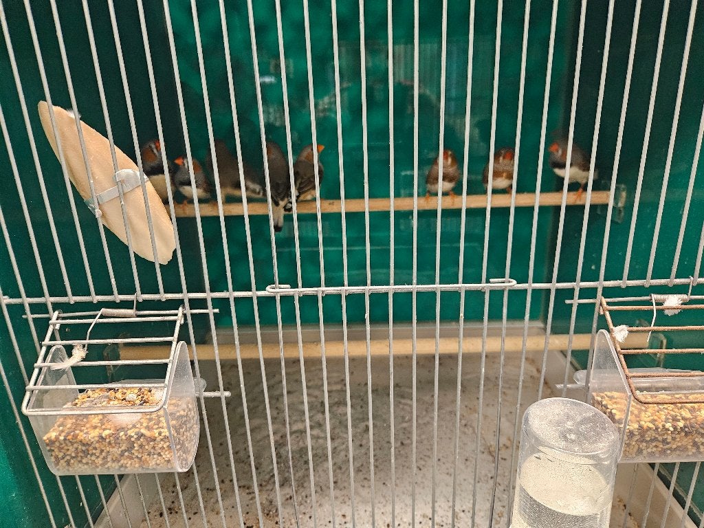 Taeniopygia castanotis Zebravink, Meerdere dieren, Tropenvogel