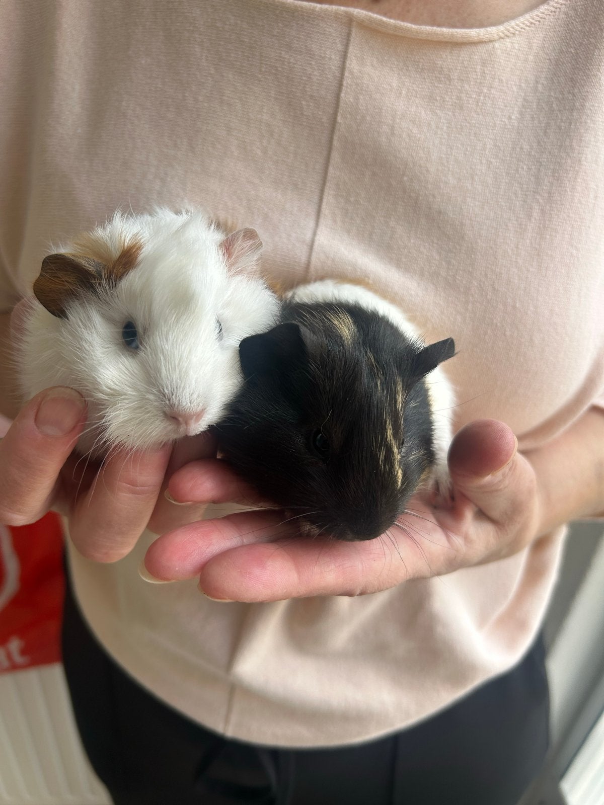 2 cavia’s 5 weken oud te koop, Cavia, Juni, Meerdere dieren, Tam