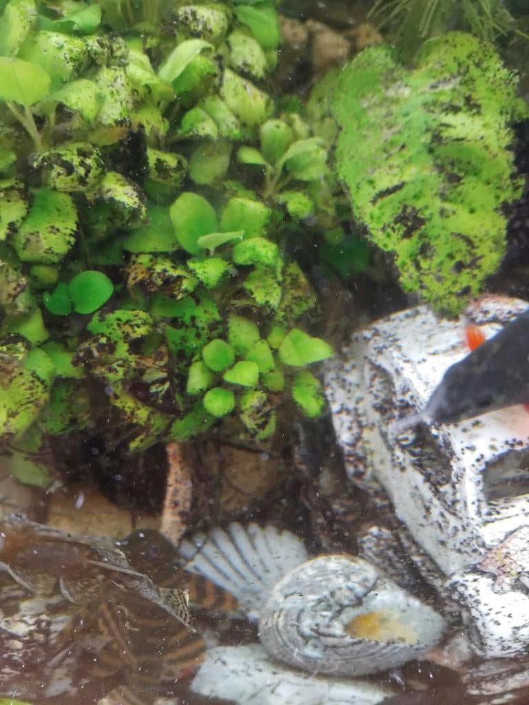 Wie heeft er gratis tropische vissen over voor mijn aquarium, Vis