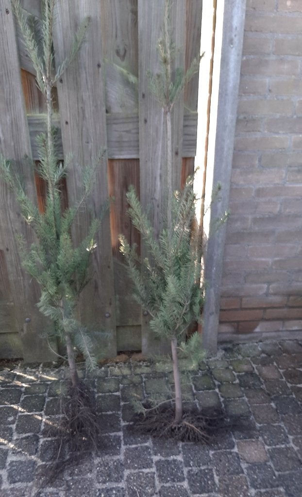 Douglasspar - Pseudotsuga menziesii 60/80cm Naaldboom, Ophalen, Volle zon, Overige soorten, Minder dan 100 cm