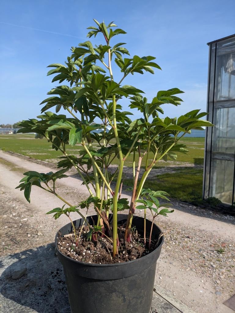 Pioenrozen in pot Coral Sunset, Tuin en Terras, Planten | Tuinplanten, Volle zon, Vaste plant, Lente, Ophalen