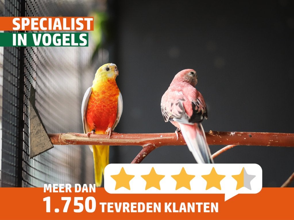 Bourke en Turquosine | Neophema's | Verschillende kleuren