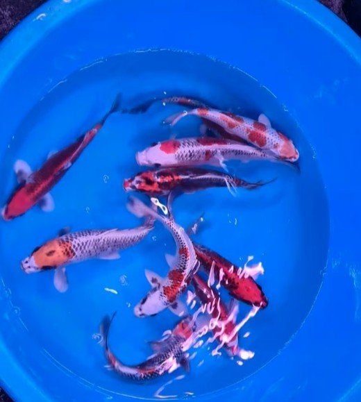 HQ Import koi 25 / 30 cm bij Koidream in Valburg, Karper of Koi