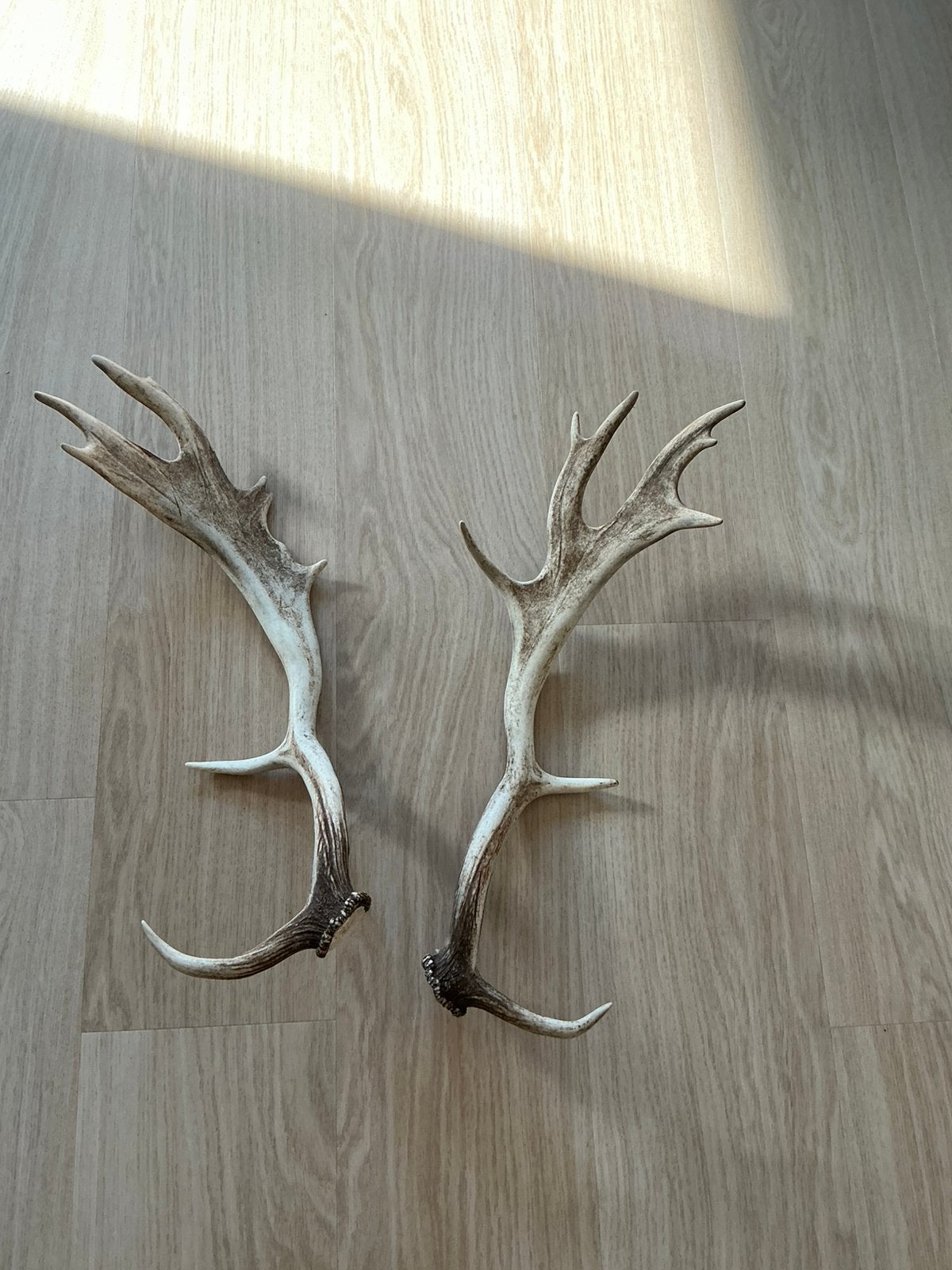 Damhert gewei origineel, Decoratieobject, Ophalen of Verzenden, Zo goed als nieuw, Beige