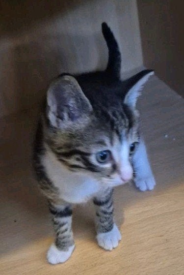 Kittens aangeboden. 3 vrouwtjes en 1 mannetje