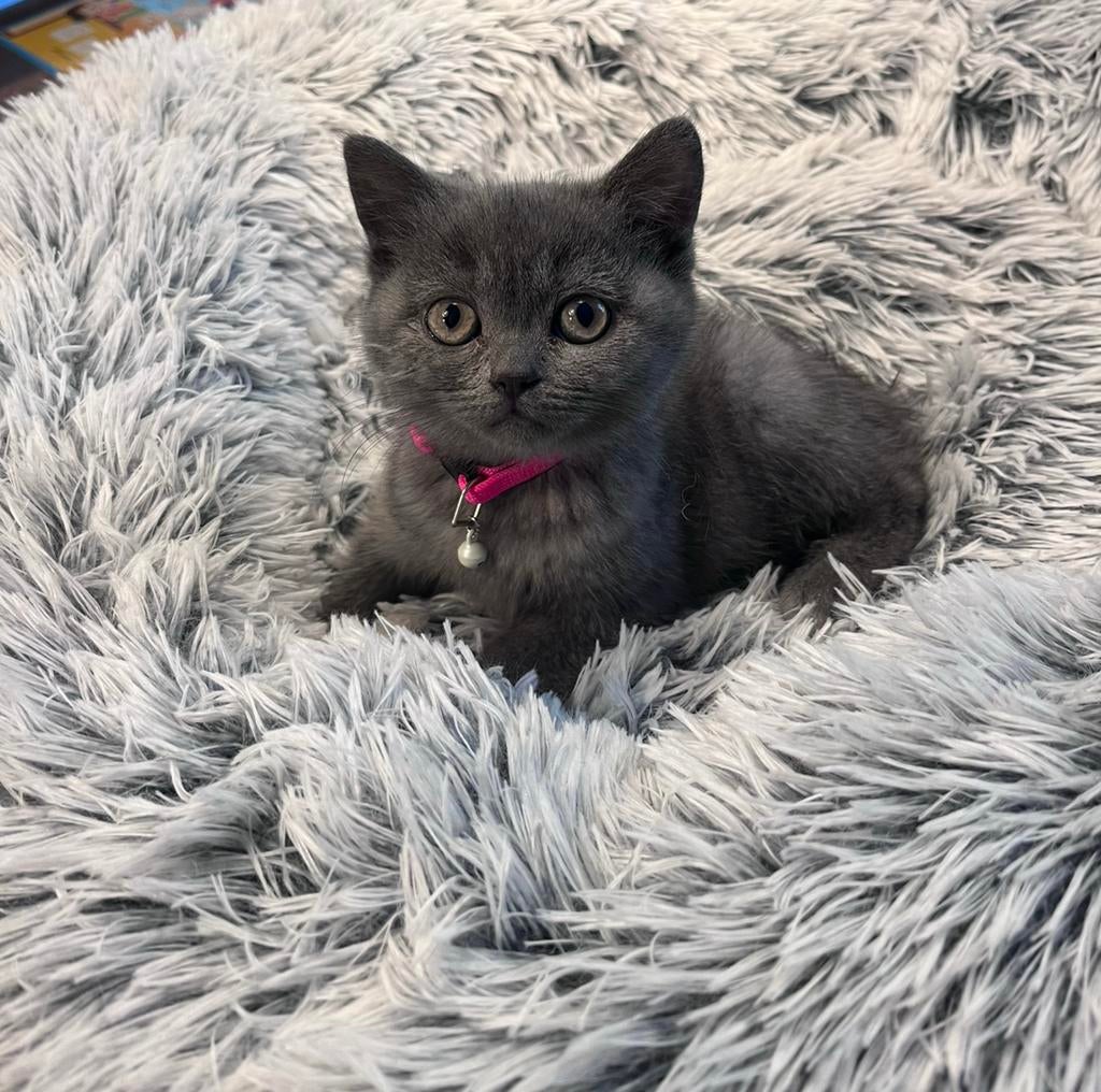 Nog twee Grijze Britse korthaar kittens vrouwtje en katertje, Dieren en Toebehoren, Kater, Ontwormd