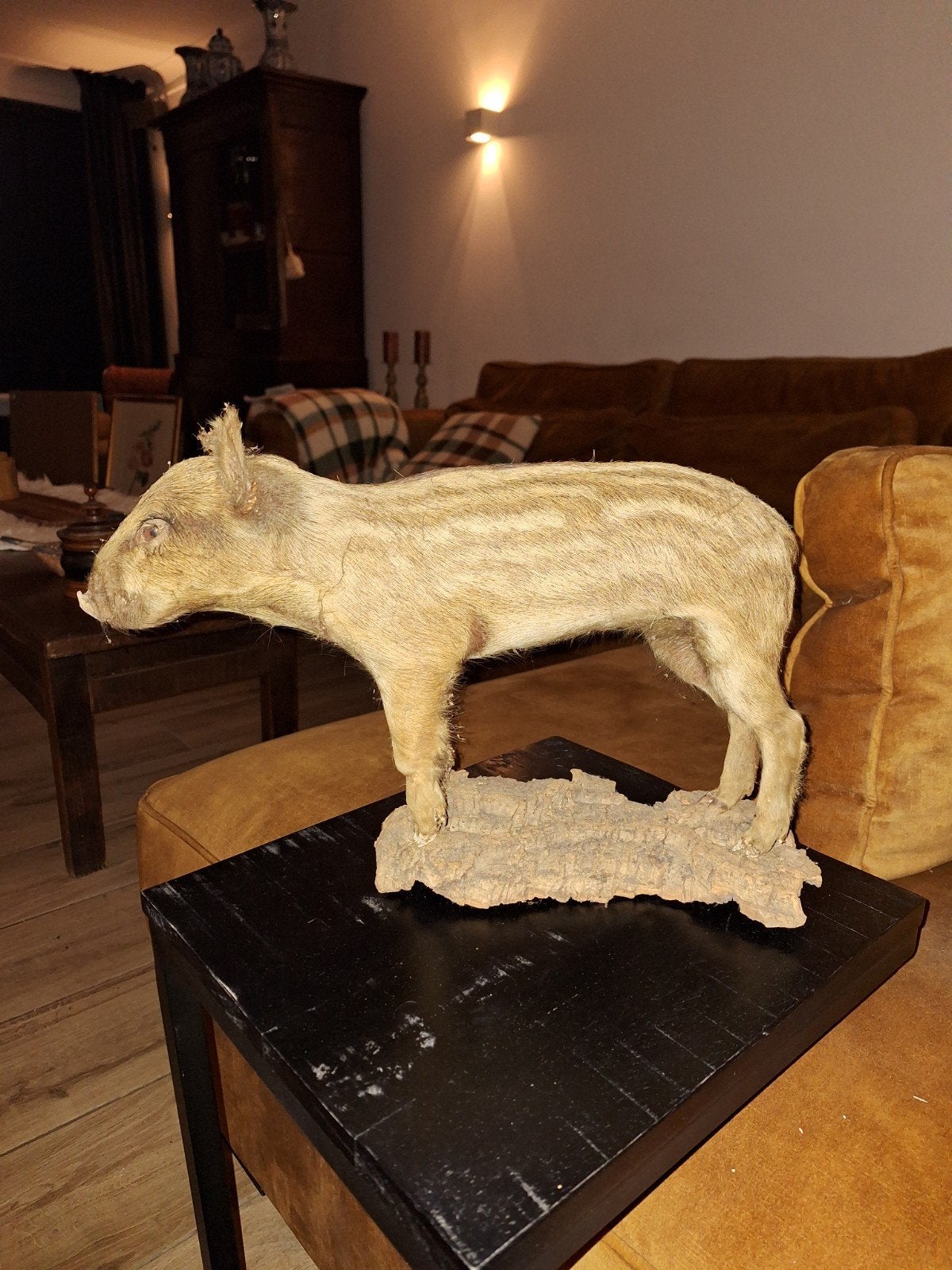 Opgezette jonge wild zwijn, Antiek en Kunst, Ophalen of Verzenden
