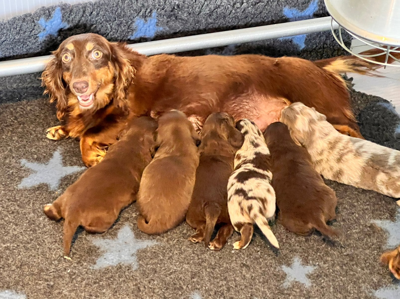 ❤️ Dwerg teckel pups langhaar ❤️, Dieren en Toebehoren, Honden | Teckels en Dashonden, 8 tot 15 weken, Dwerg, Langhaar, Meerdere