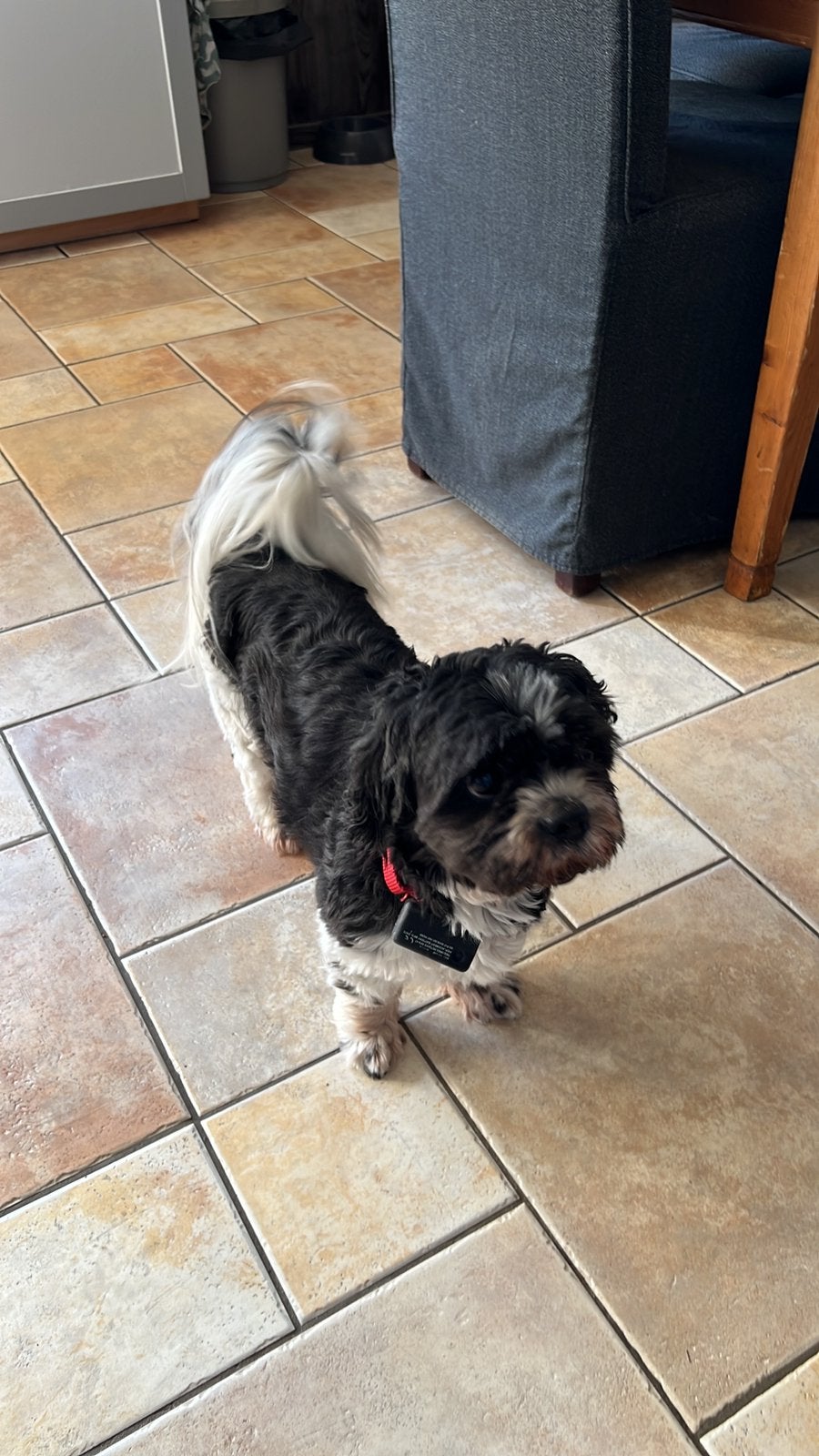 Bundy, Kruising tussen malteser en een Shih tzu, Dieren en Toebehoren, Honden | Niet-rashonden, 6 jaar of ouder, Reu, Eén hond