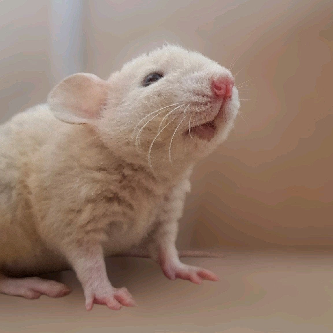 Dwergrat rittens, Dieren en Toebehoren, Knaagdieren, Rat, Februari, Mannelijk, Tam
