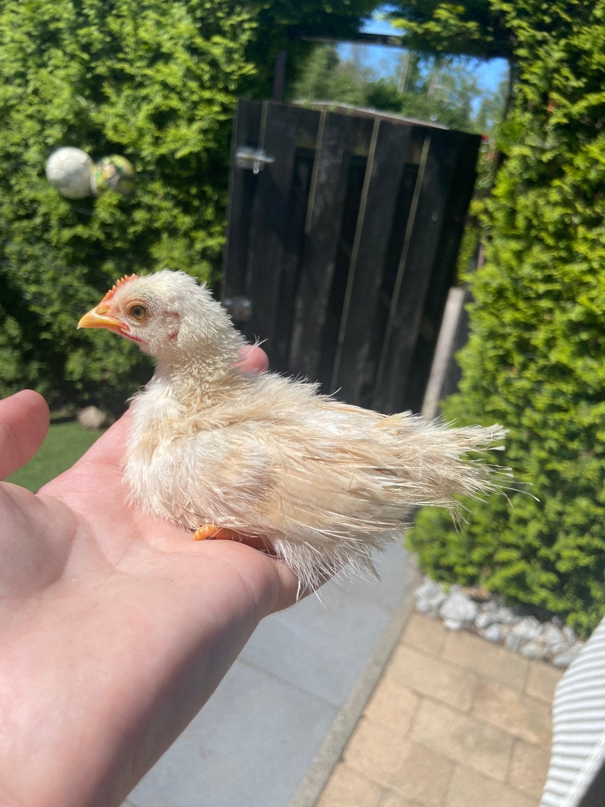 Serama haantje zijdeveer, Dieren en Toebehoren, Pluimvee, Mannelijk, Kip