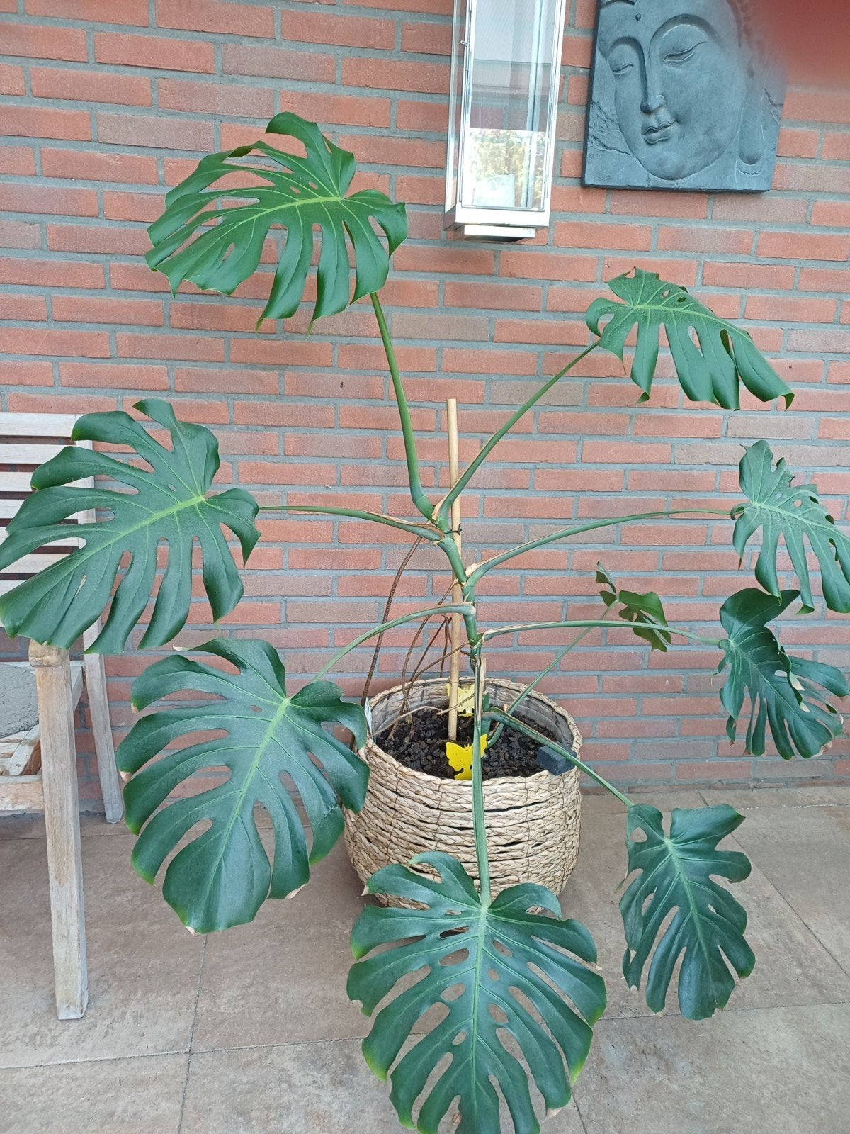 Monstera plant 1.60m hoog in rieten pot, Ophalen, Bloeit niet, Overige soorten, Halfschaduw
