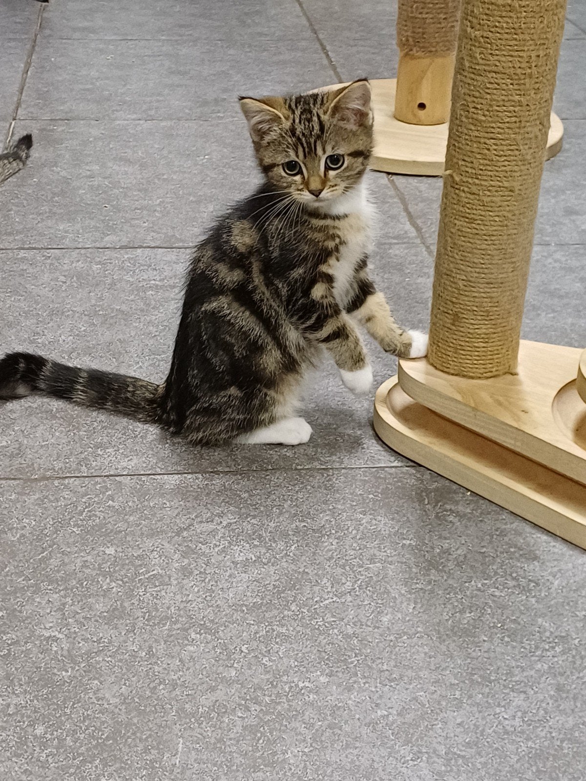 Prachtig Brits Korthaar x Ragdoll katertje beschikbaar, Kater, Gechipt, 0 tot 2 jaar