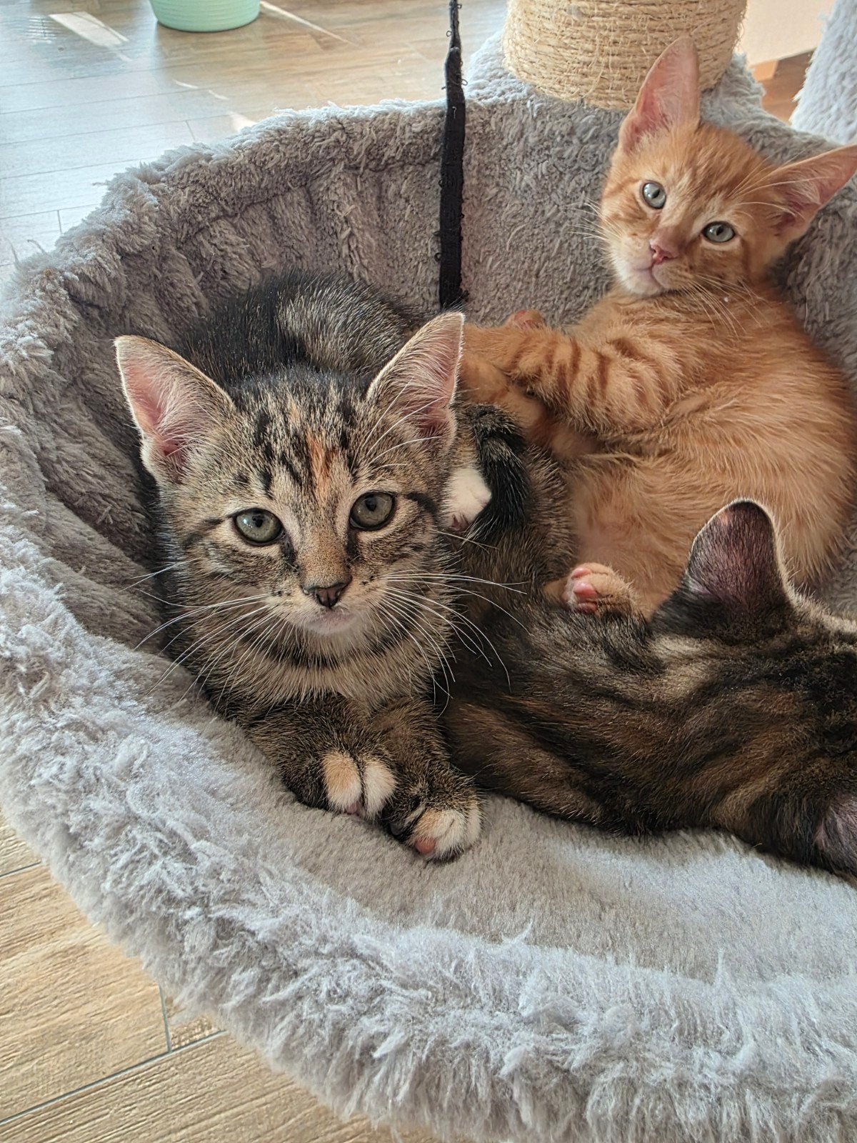 schattige kittens: jonge poesjes en katertjes mooie kleuren!, Dieren en Toebehoren, Meerdere dieren, Kortharig, 0 tot 2 jaar