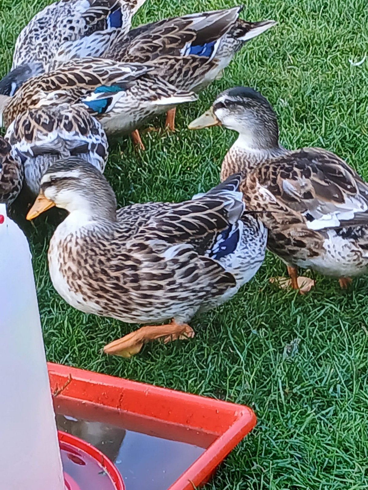 Silver Appleyard eendjes., Dieren en Toebehoren, Meerdere dieren, Eend
