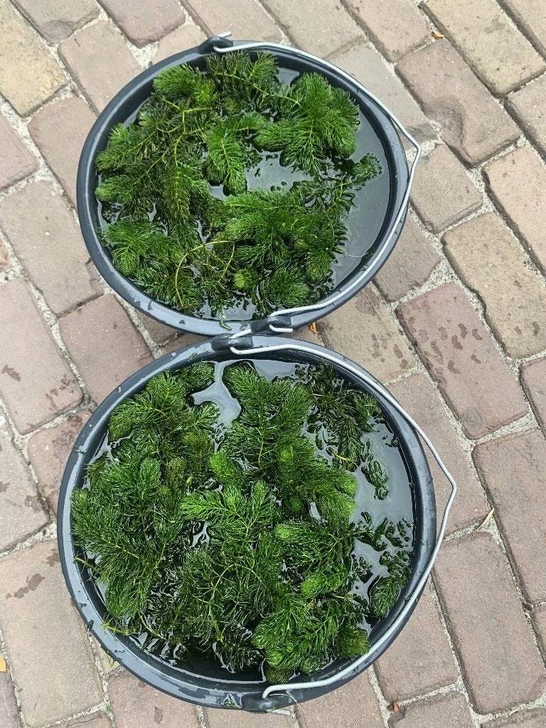 Zuurstofplanten Hoornblad voor een heldere vijver, Tuin en Terras, Vijvers, Ophalen, Nieuw
