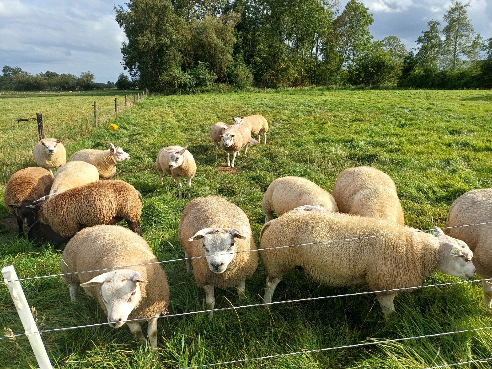 te koop stamboek Texelaar dekrammen, Mannelijk, Schaap, 0 tot 2 jaar