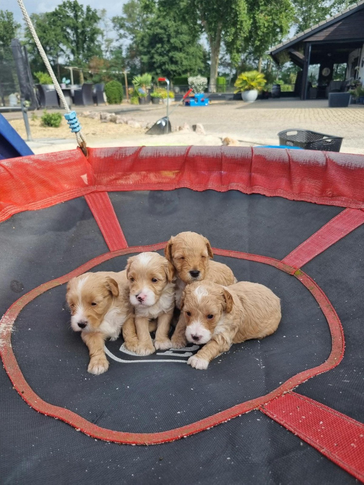 Mini Labradoodle pups, Dieren en Toebehoren, Honden | Niet-rashonden, 1 tot 2 jaar, Meerdere, Meerdere dieren, Nederland