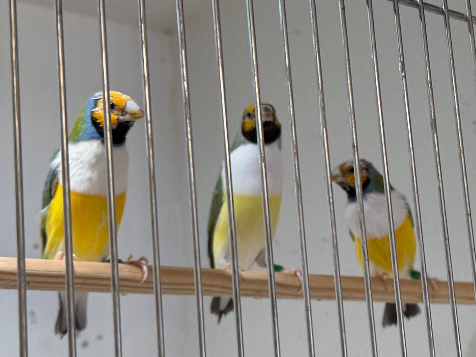 Gouldamadines, Meerdere dieren