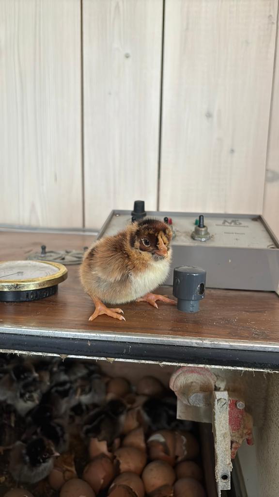Dubbel gezoomde barnevelder kuikens!, Dieren en Toebehoren, Meerdere dieren, Kip