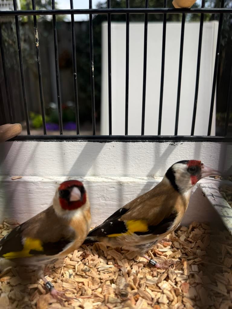 Bloemputters, Dieren en Toebehoren, Vogels | Overige Vogels, Meerdere dieren, Wildzangvogel, Geringd