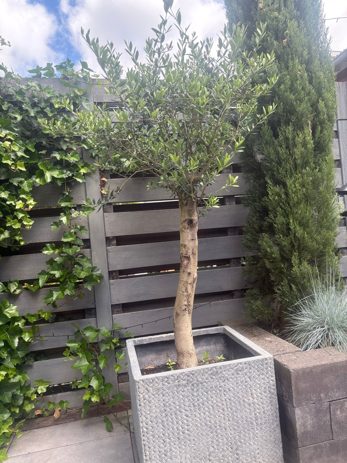 Olijfboom in pot, Overige soorten, Volle zon, Vaste plant, Ophalen of Verzenden