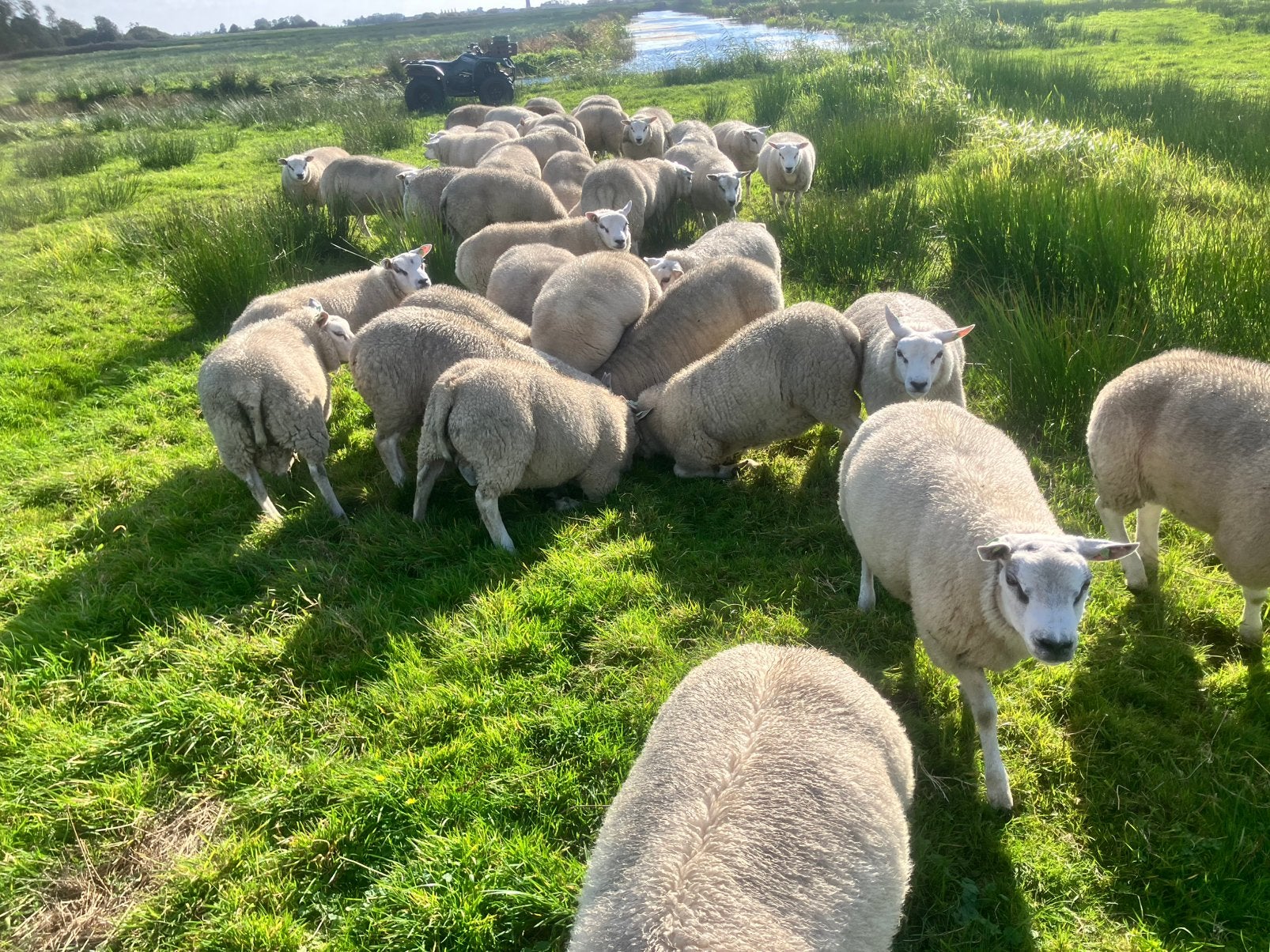 Dekrammen te koop, Dieren en Toebehoren, Mannelijk, Schaap