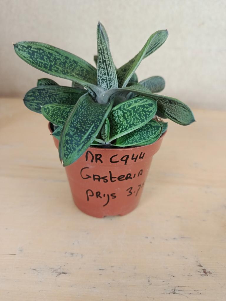 Gasteria little warthy potmaat 8.5 nummer c944, Ophalen of Verzenden, Halfschaduw, Minder dan 100 cm