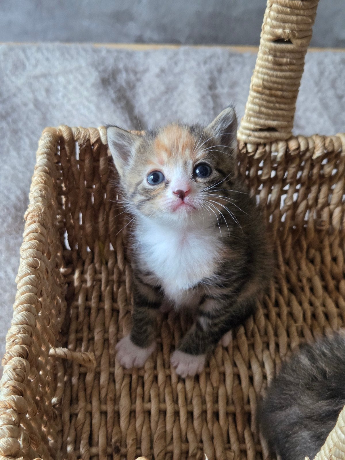 Lieve makke kittens, Meerdere dieren, Ontwormd