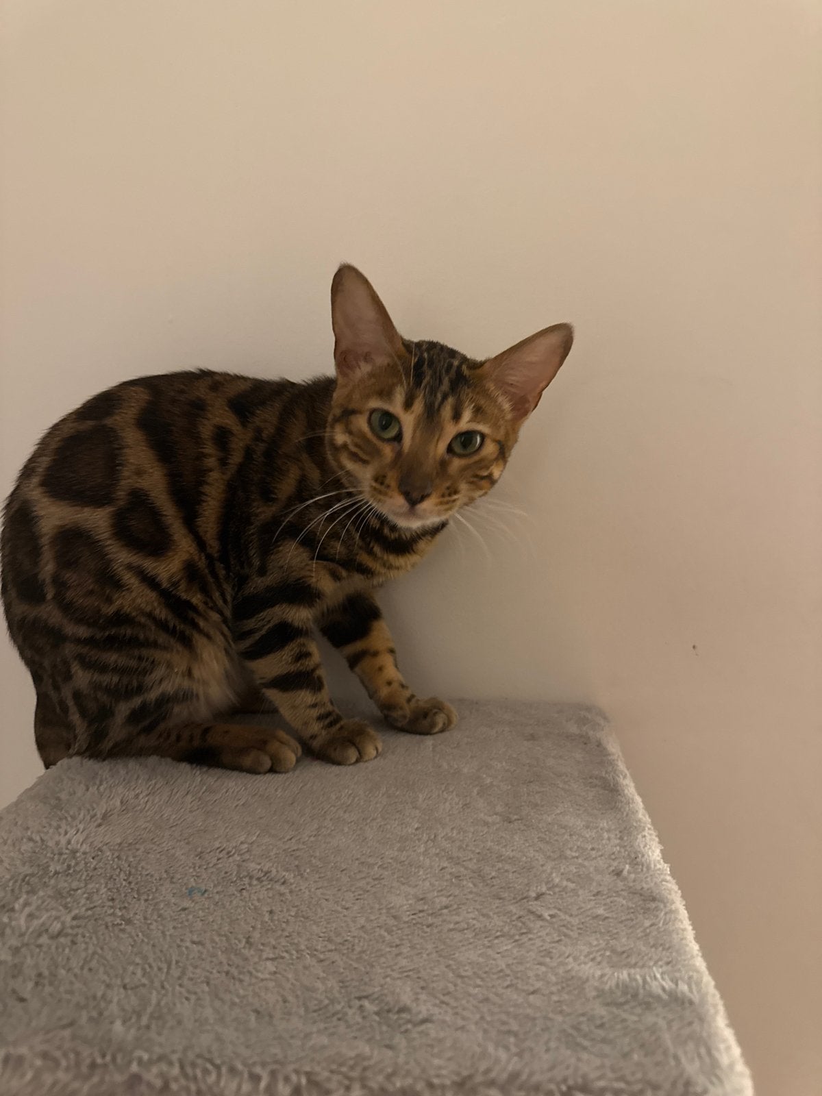 Bengaalse kat, Poes, Kortharig, 0 tot 2 jaar