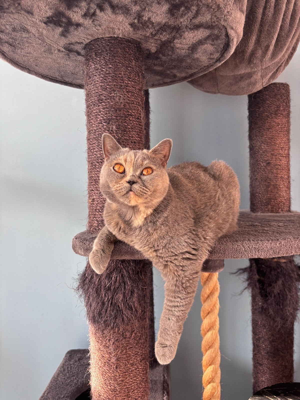 Britse korthaar, Poes, Gechipt, 3 tot 5 jaar