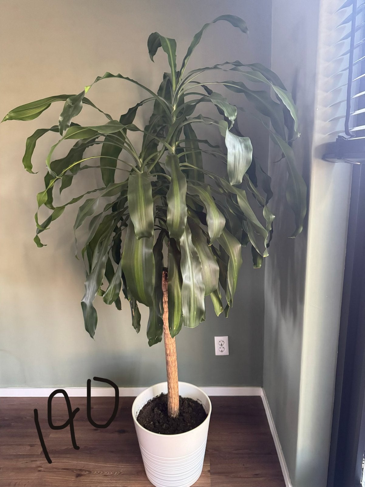 Grote Dracaena Fragrans (190 cm) + inclusief witte IKEA pot!, Ophalen, Halfschaduw, 150 tot 200 cm