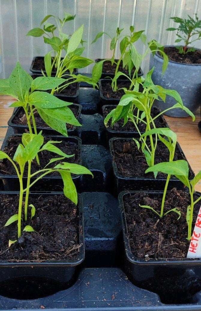 Hete pepers, Tuinplantjes, moestuin plantjes, Ophalen, Volle zon, Groenteplanten, Eenjarig