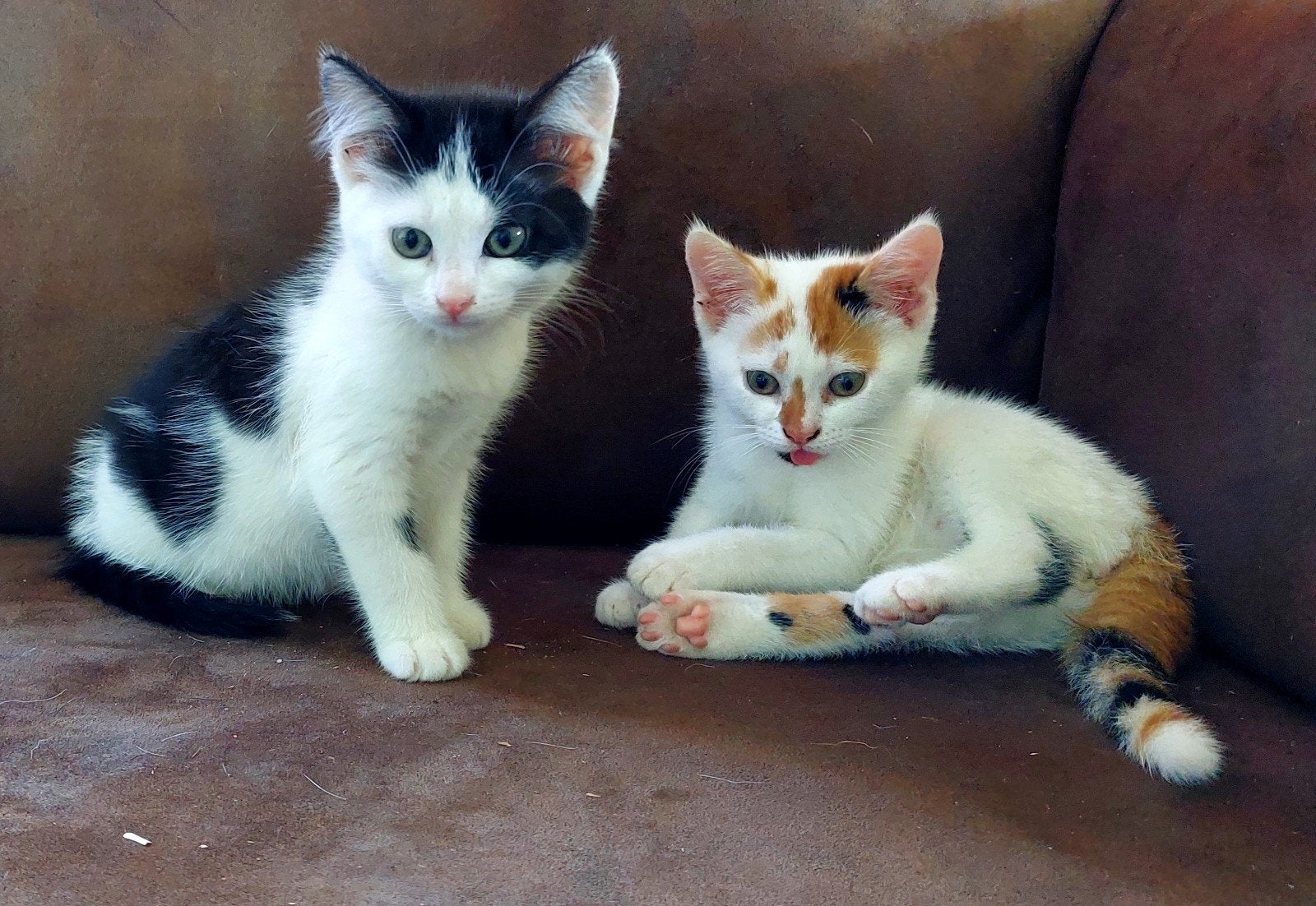 Kittens zoeken een lief baasje, Meerdere dieren, 0 tot 2 jaar