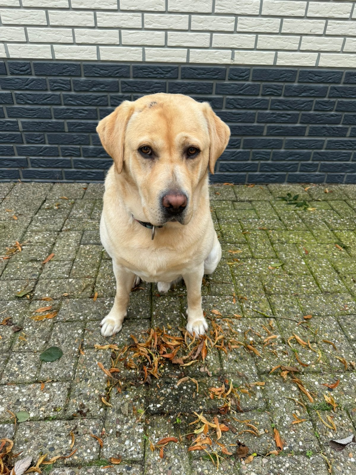 Labrador, Dieren en Toebehoren, Reu, Labrador retriever, Parvo, Eén hond