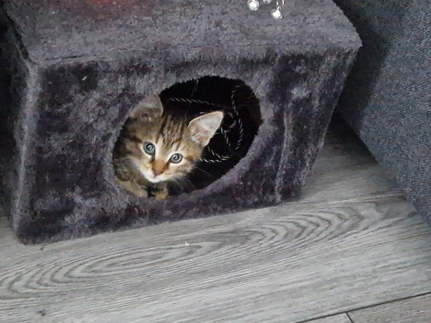 mooiste kittens🥰, Meerdere dieren, Kortharig, 0 tot 2 jaar