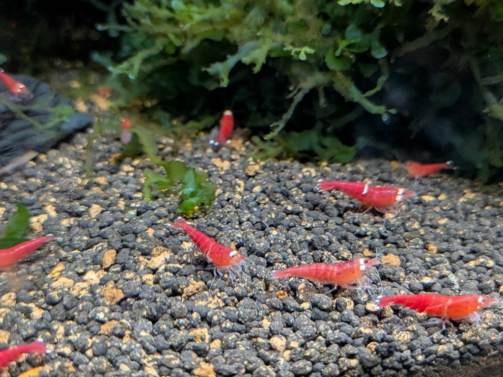 Red Santa garnalen, Kreeft, Krab of Garnaal, Zoetwatervis, Schoolvis
