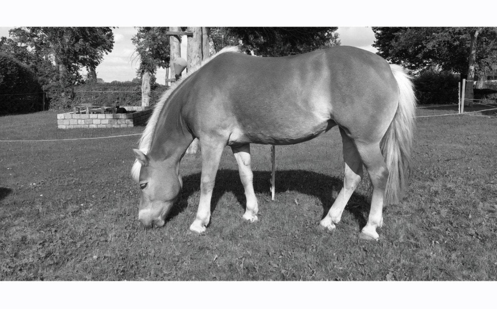 Bijrijder gezocht voor verzorg pony van 1.40, Ophalen, Nieuw, Recreatie