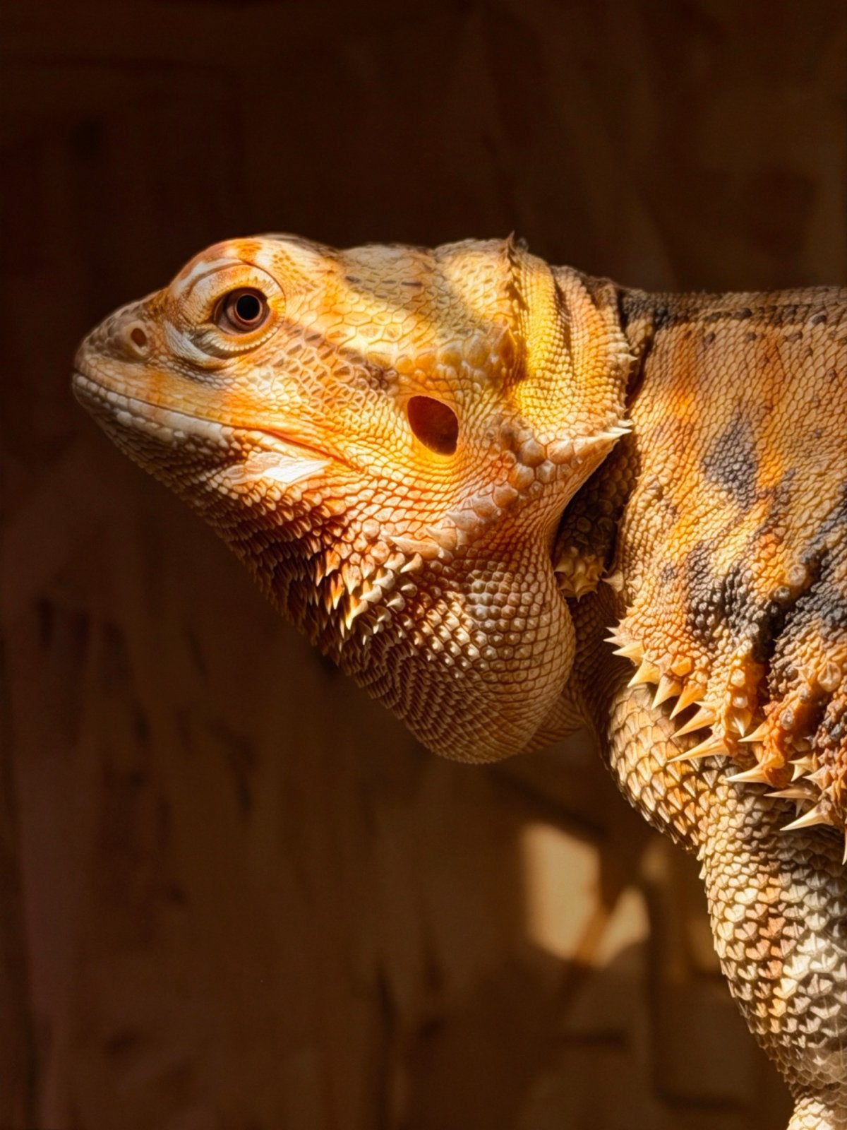 Baardagaam Bearded Dragon - unknown for sale from van Oyen