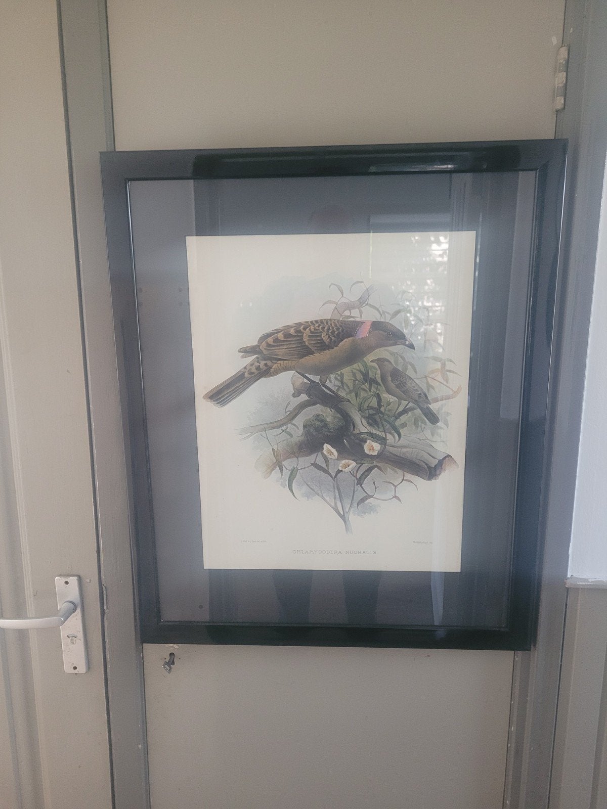 Vintage print van Chlamydodera Nuchalis (Vogel), Antiek en Kunst, Kunst | Schilderijen | Klassiek, Ophalen