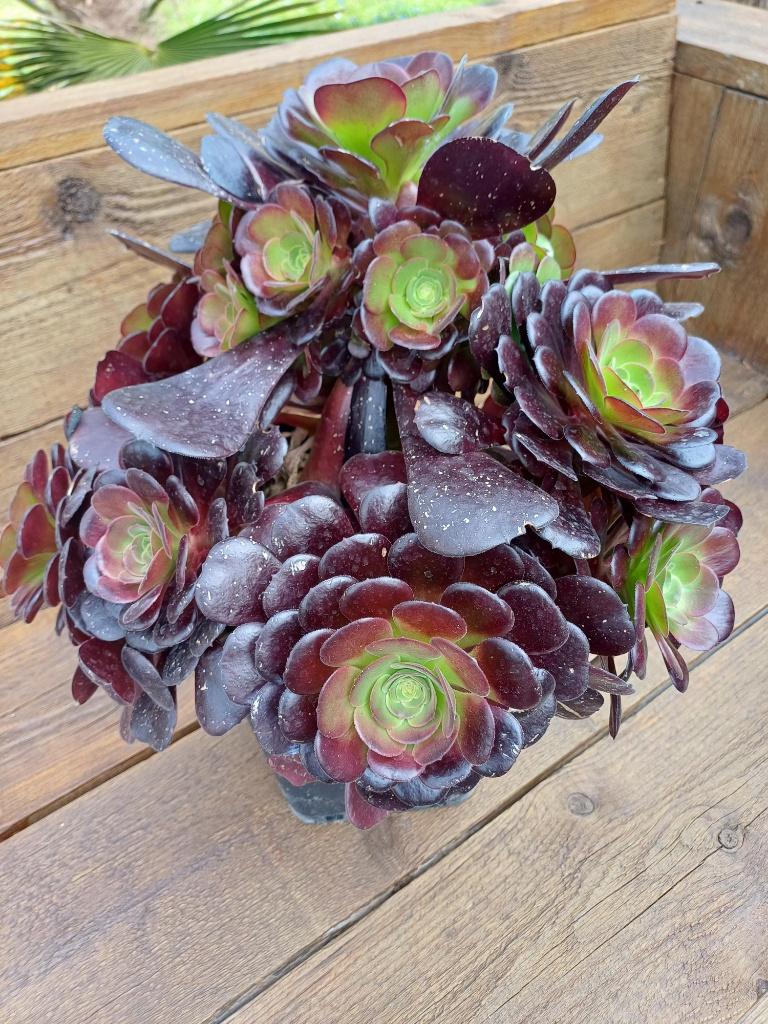 Terras vetplant Aeonium Arboreum, Tuin en Terras, Vaste plant, Bloeit niet, Halfschaduw, Ophalen