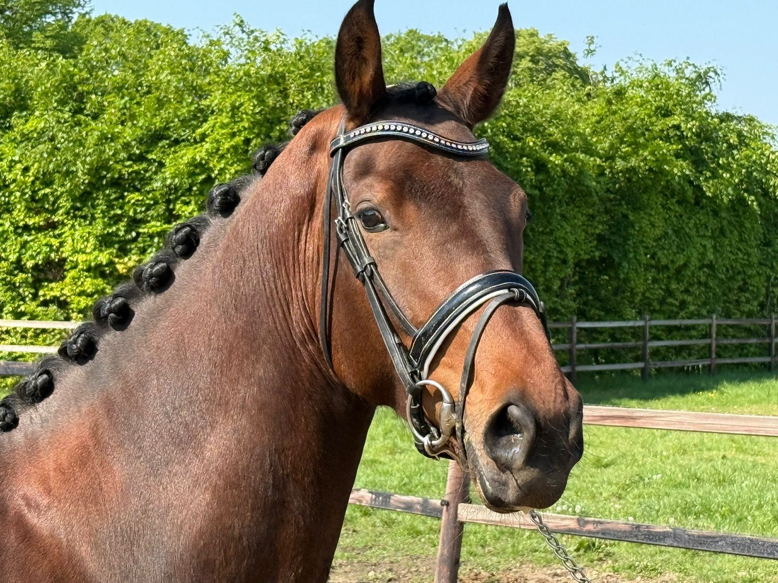 Onbeleerde merrie te koop, Dieren en Toebehoren, Merrie, Met stamboom, Dressuurpaard, 3 tot 6 jaar