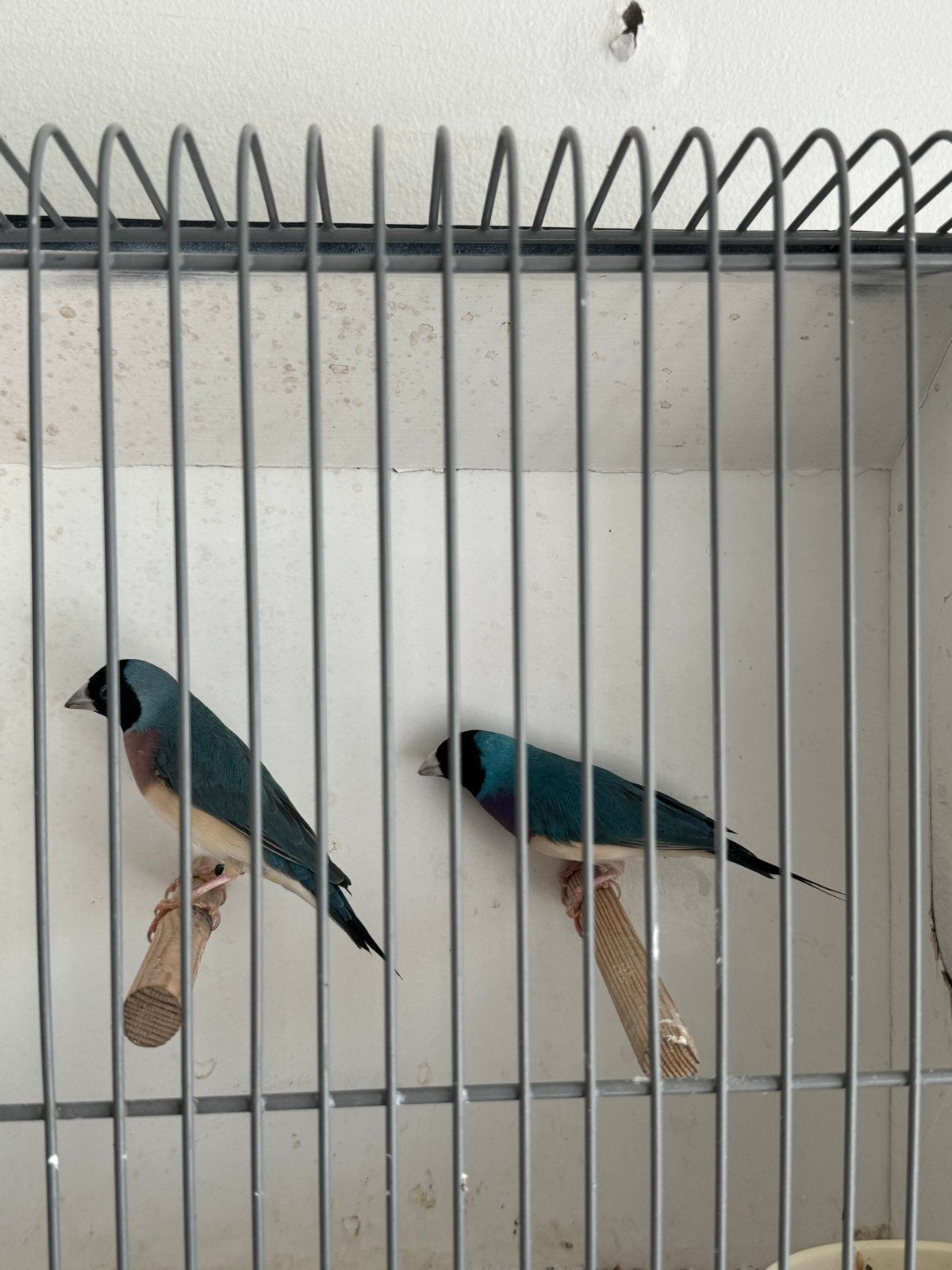 Blauwe gouldamadine koppel, Meerdere dieren, Geringd